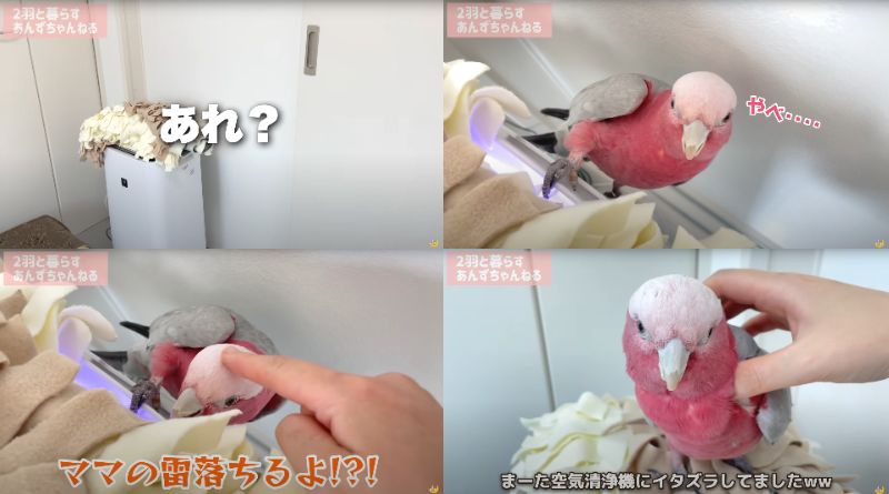 出所：@anz_omomiri