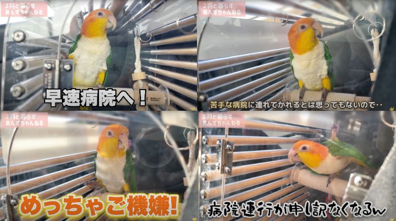 出所：@anz_omomiri