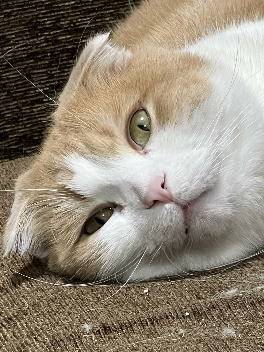 出所：@torotolo106106