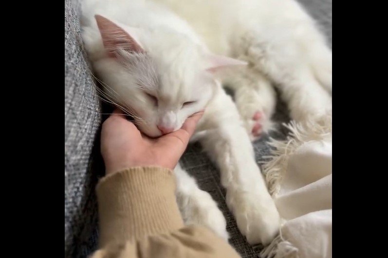 なでられてウットリな元保護猫さん「完全に落ちた」姿が幸せそう