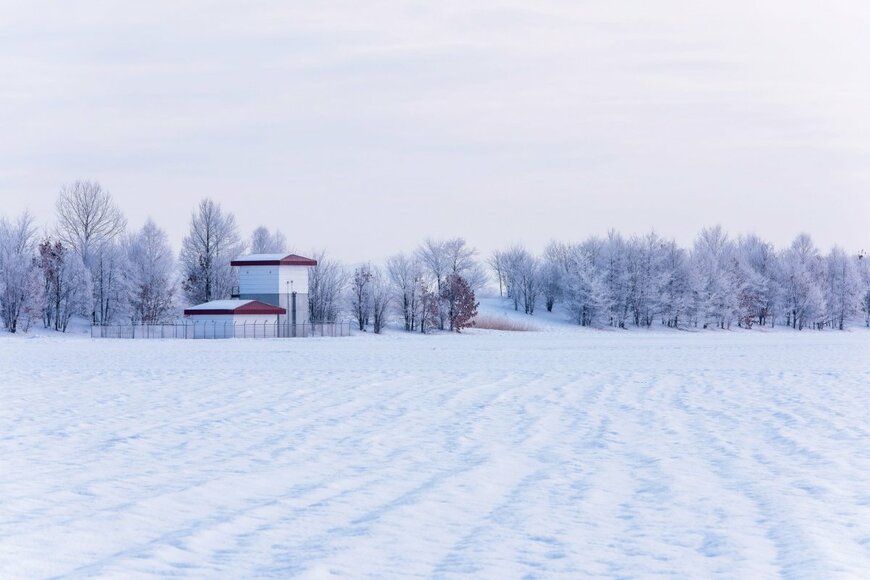 北海道の雪深い木々に並んだ「謎の膨らみ」　2日後の「予想外のビフォーアフター」に驚きの声