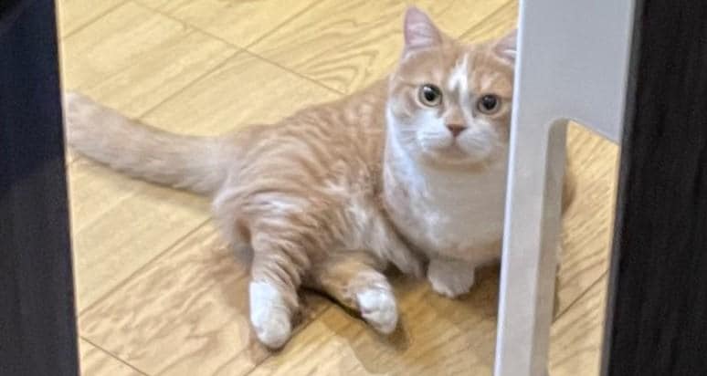 出所：@kotaro_0315