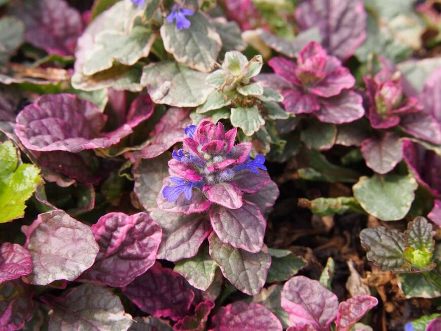 青い花を咲かせている、アジュガ。葉は赤みがかっている