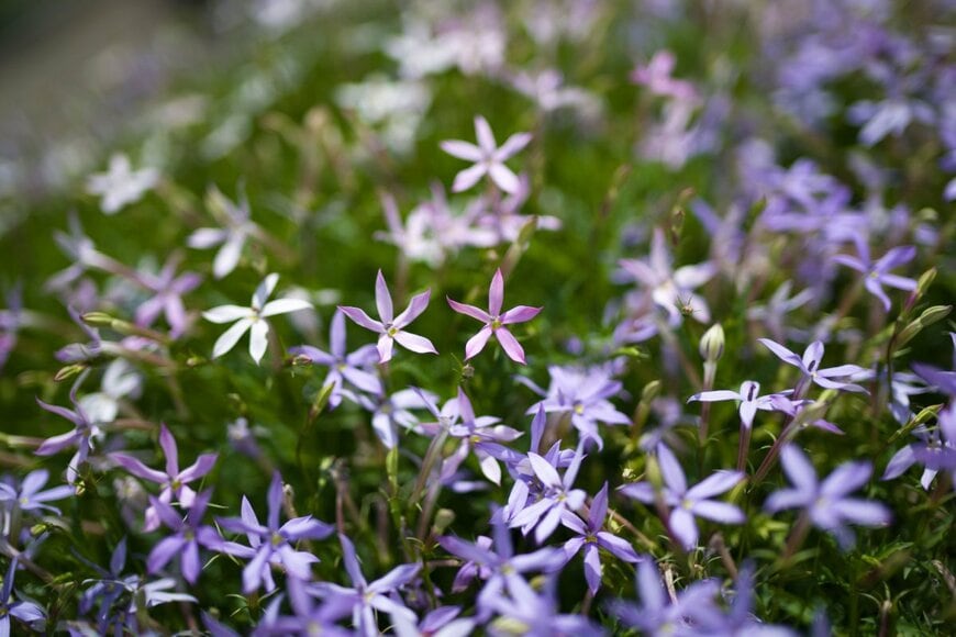 紫の花を咲かせているイソトマ