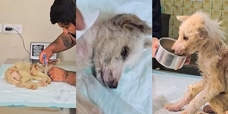治療を受けながら少しずつ食事を取れるようになった仔犬