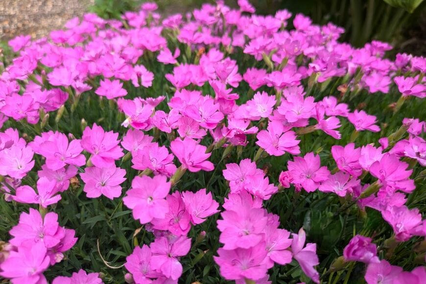 ピンクの花を咲かせている、ナデシコさくら