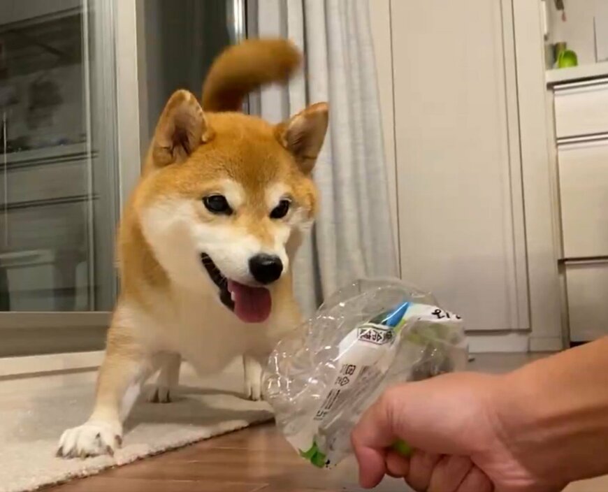 ペットボトルと戦う犬