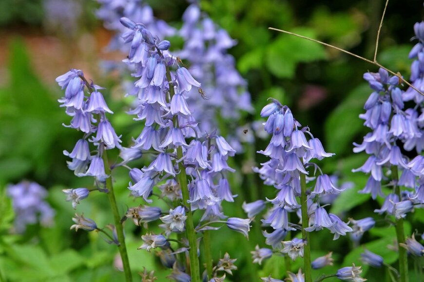 淡い青色のシラー・カンパニュラータの花
