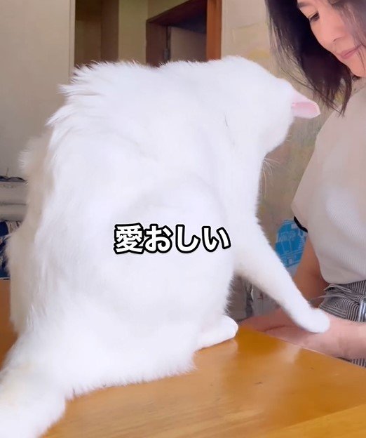 全力で引き留める猫