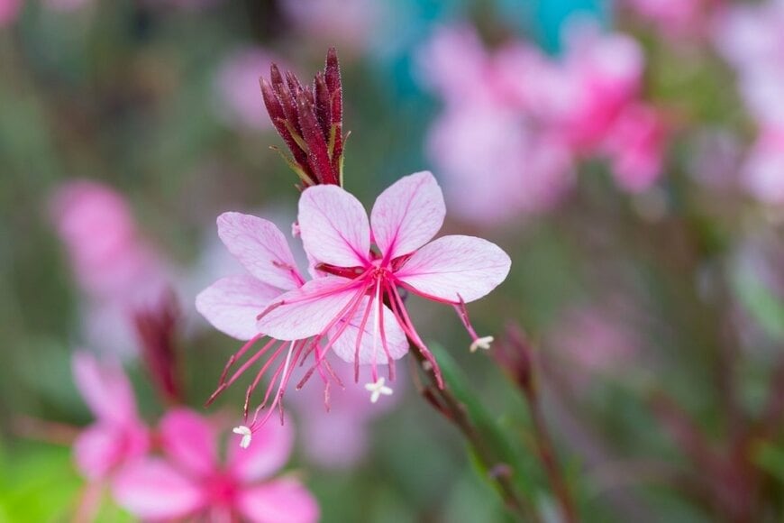 ピンクの花を咲かせている、ガウラ