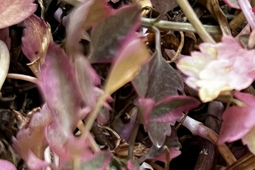 セリフラミンゴの葉。色はピンクと緑