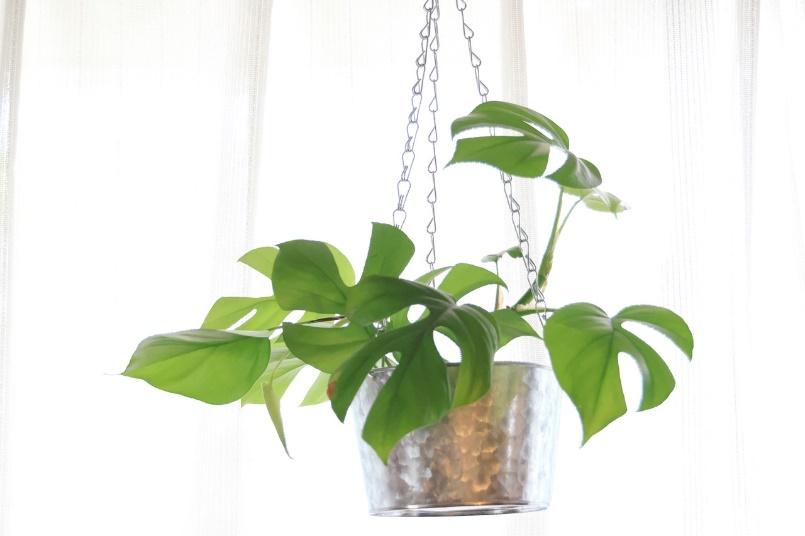 金属製の鉢カバーに緑色の観葉植物を入れて窓辺からぶら下げている様子