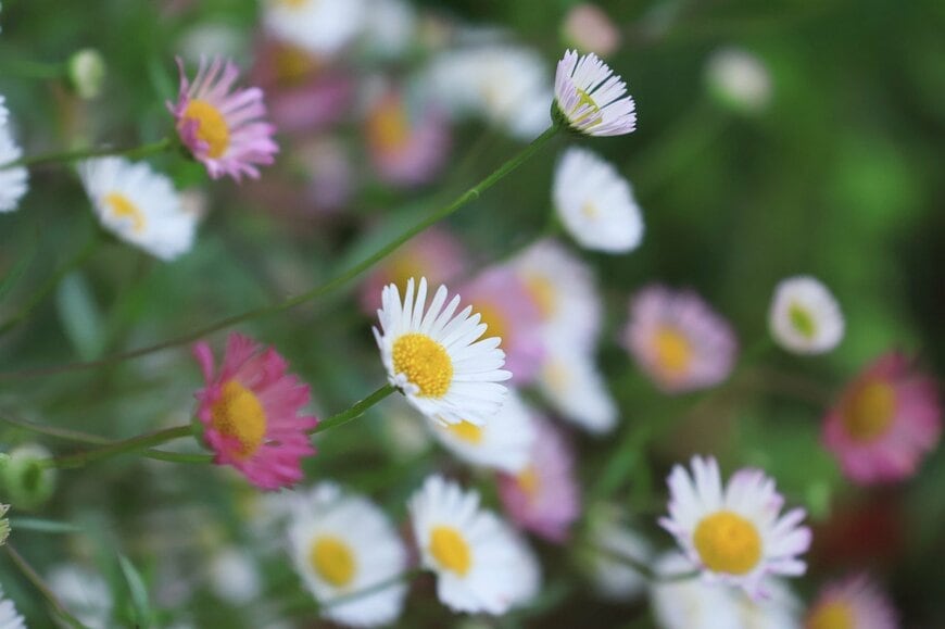 白やピンクの花を咲かせている、エリゲロン
