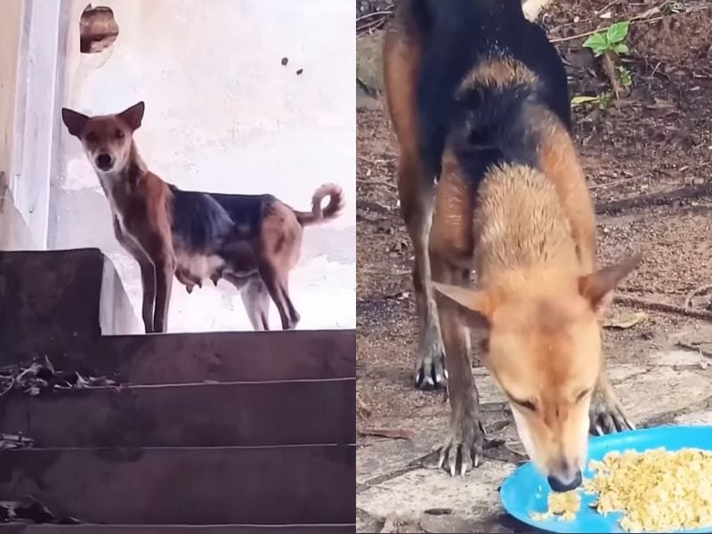 容器から解放され、食事を摂る母犬