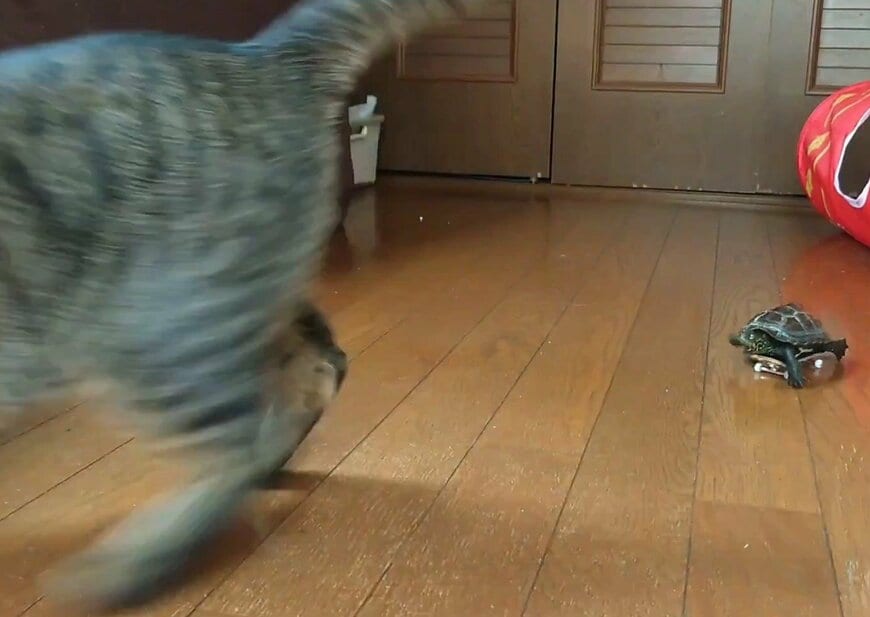 小雪ちゃんの後を追いかける軍曹くん