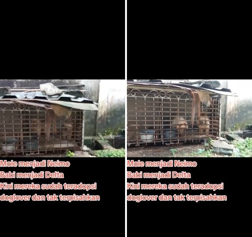 出所：<u><a href="https://www.tiktok.com/@jambidoglover/video/7646025278841572616" target="_blank">@jambidoglover</a></u>