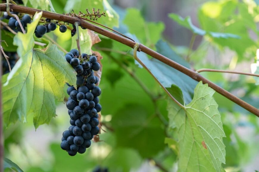 濃い紫色の実を房状につけているヤマブドウ