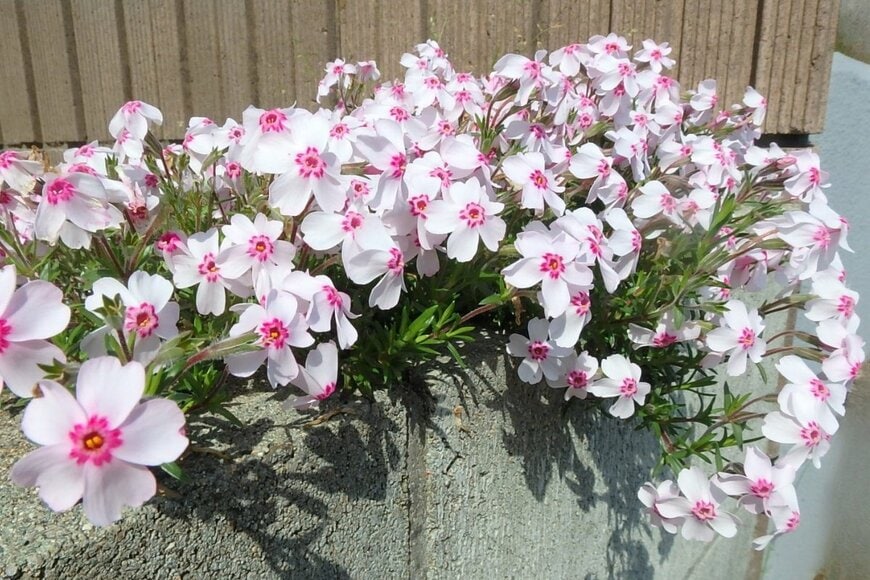 白い花の中心がピンク色の、シバザクラの花