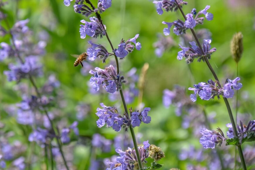 ネペタ（キャットミント）の紫の小花が咲いている