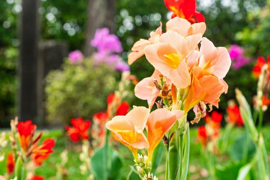 カンナの花。色はサーモンピンクと赤とオレンジ