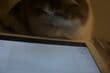 タブレットを凝視する猫→画面が変わると…「うちの猫ちゃんも同じく夢中になります」と共感の声