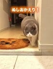 甘えん坊猫が飼い主さんをお出迎え→あまりにかわいいサービスポーズに悶絶