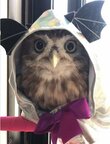 「フクロウ」が「コウモリ」に変身!? 兄猫の〈お下がり衣装〉を着てみたら……ミステリアスな姿に思わず二度見