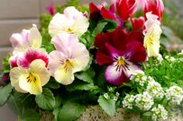 【ガーデニング】玄関が春っぽくなる！キュートな寄せ植えスタイル4選