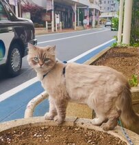 商店街を楽しく散歩する猫ちゃん　遭遇したワンちゃんとの“テンション差”に思わず笑顔