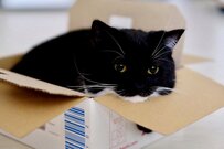 【箱の中でうっとり】リラックスする猫ちゃんの姿が可愛すぎると話題！癒される人が続出中