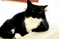 【物憂げな猫さんの表情に1万4000いいね】もたれかかった姿勢の猫さんの左腕がたくましいと話題に