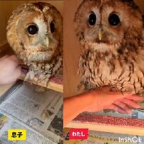 【素直すぎるフクロウ】なぜ？息子さんとの態度の違いにびっくり！