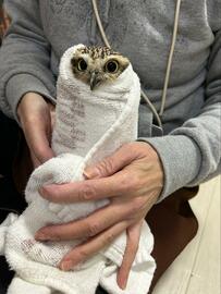 【宇宙人みたいなフクロウ】映画のキャラにそっくり！？タオルに包まれた姿が愛らしい