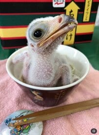 【東武動物公園】2.4万いいね！「名前のセンスが最高です」ヘビクイワシの「ちゃづけ」可愛すぎるヒナ時代に目が釘付け！（埼玉県）