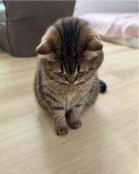 【寂しがり屋な猫ちゃん】うつむいて座る様子にほっこり！可愛すぎる姿に癒される人続出