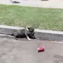猛暑のなか路上に捨てられていた仔犬を救助、新たな家族のもとで幸せをつかむ姿に応援の声