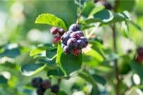 ベランダや小さなお庭に！【鉢植えOK】コンパクトに育てられる《定番の果樹3選》