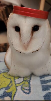 【オシャレなフクロウ】頭に乗った赤い帽子　誇らしげな姿に「かわいすぎ」