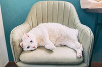 「ここはどかないニャ」 妙に絵になる黒猫と白猫の静かな「バトル」がじわる…まるで絵画のよう！？