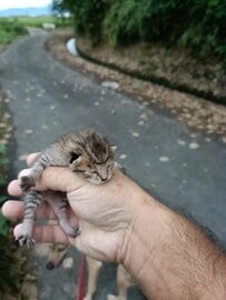 愛犬の散歩中に保護した「へその緒が付いた子猫」　1ヶ月後の感動的な成長ぶりに「天使を拾った」