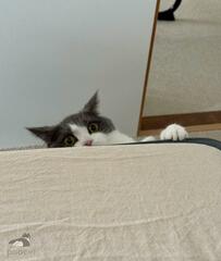 飼い主に起きてほしい猫　独特な起こし方に思わず笑ってしまう