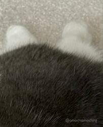 「ウソみたいだろ…」　猫ちゃんのちょこんと出た『一部分』驚きの正体に1.3万いいね