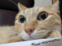 美猫がロボットに変身！？見事な“立ち上がりポーズ”が話題「この猫、動くぞw」の声