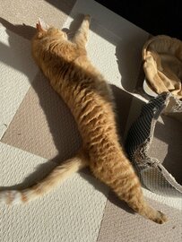 ポカポカ陽気のなか“ビヨーン”と大胆に伸びる猫ちゃんに反響続々「抱き枕みたい」