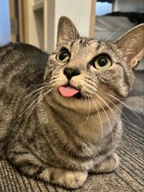 「しまい忘れたってレベルじゃない」舌が出ている猫さんの様子に8万いいね