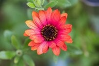 玄関華やぐ「寄せ植えのヒロイン候補」オシャレな多年草5選《植えっぱなしOK》上手に育てて毎年楽しむ