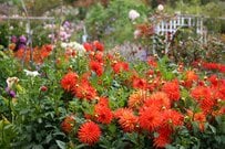 【ガーデニング】今が植えどき！夏に花が咲く球根植物オススメ8選、庭や花壇が美しく映える鮮やかさ
