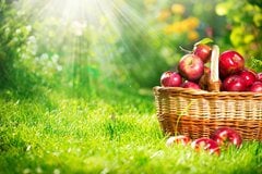 【女性の厚生年金】平均月額は11万1413円、7年前から8855円増