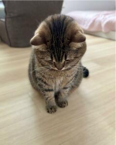 【寂しがり屋な猫ちゃん】うつむいて座る様子にほっこり！可愛すぎる姿に癒される人続出