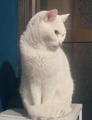 猫の名前を呼ぶと無視されたので、愛犬に慰めてもらうと…猫の